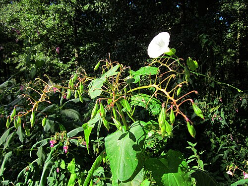 Hedge bindweed: Zaunwinde (Calystegia sepium) und Drüsiges Springkraut (Impatiens glandulifera) im Naturschutzgebiet Marlach