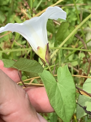 Hedge bindweed (Calystegia sepium)