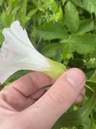 Hedge bindweed (Calystegia sepium)