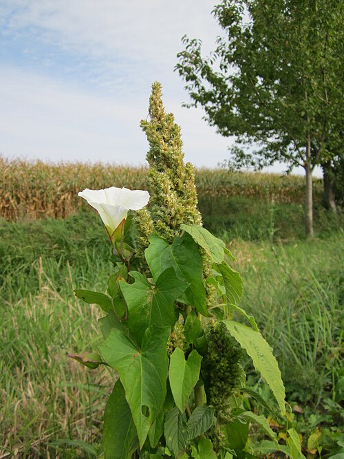 Hedge bindweed: Zaunwinde (Calystegia sepium) an einem Acker-Fuchsschwanz (Amaranthus retroflexus) im Hockenheimer Rheinbogen