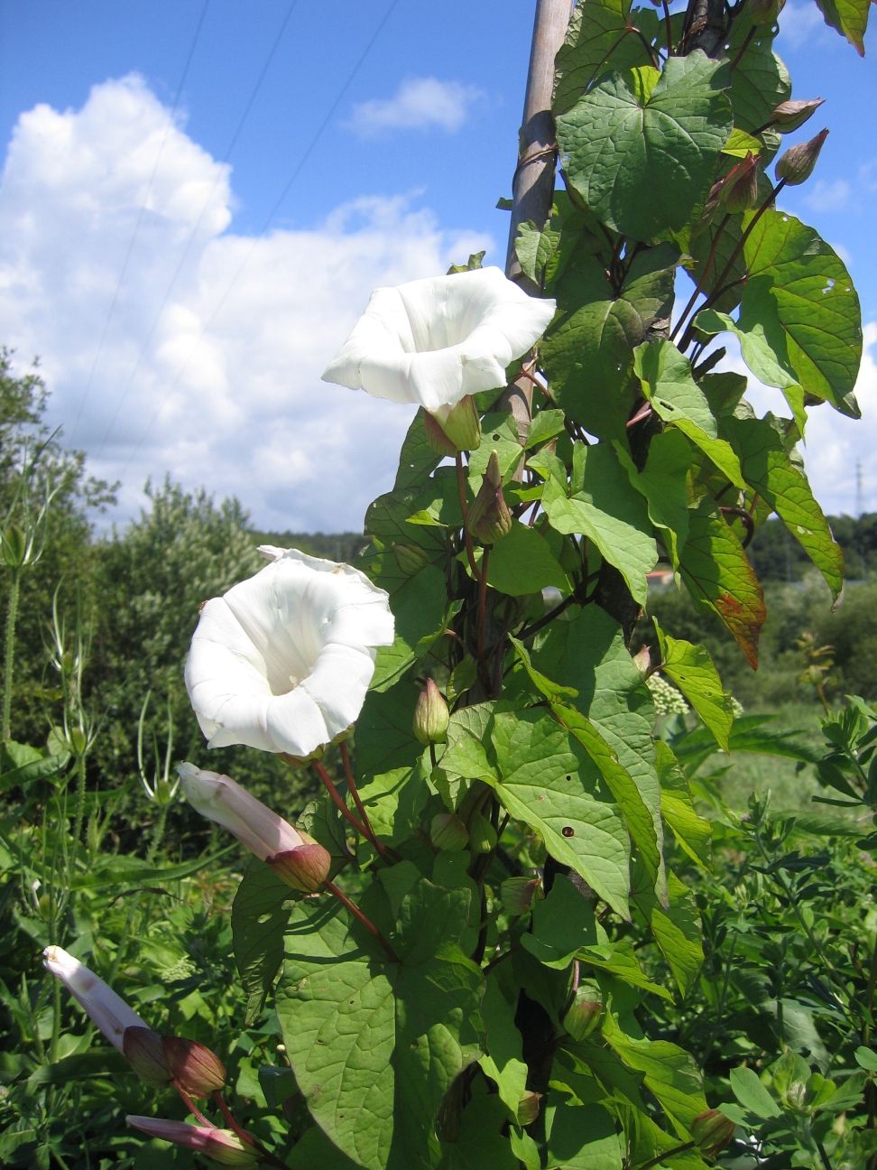 Hedge bindweed: Calystegia sepium . This photograph was taken on 2008-06-07 at Getxo in the Bizkaia province of the Basque Country (Europe), using a Canon PowerShot S50 camera.