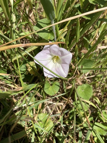 Seashore false bindweed (Calystegia soldanella)