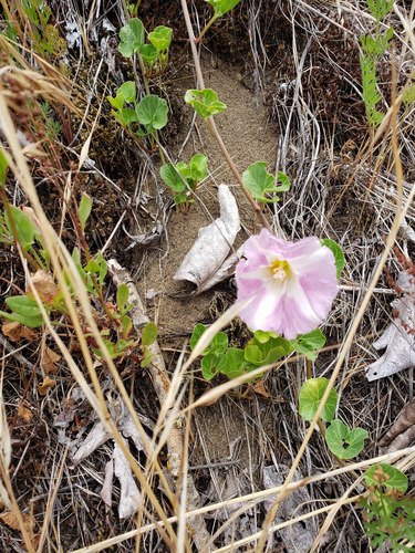 Seashore false bindweed (Calystegia soldanella)