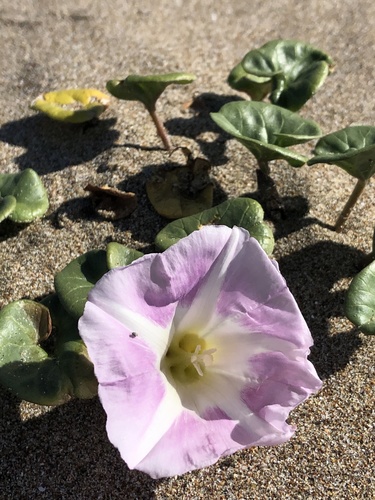 Seashore false bindweed (Calystegia soldanella)