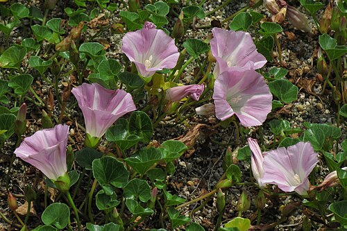 Seashore false bindweed: Calystegia soldanella at Tsukuba Botanical Garden ( 筑波実験植物園 ), Tsukuba , Ibaraki Prefecture , Japan