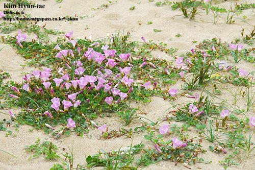 Seashore false bindweed (Calystegia soldanella)