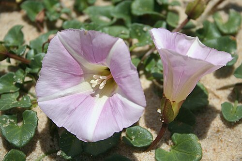 Seashore false bindweed: Calystegia soldanella (Sea Bindweed) on a sand dune near Messanges, France.
