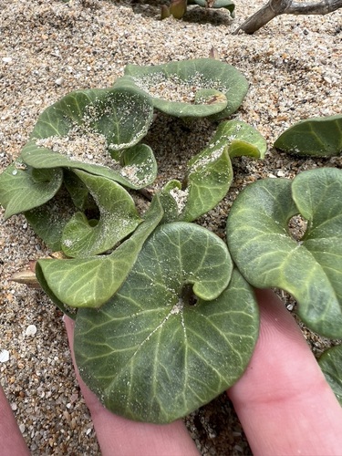 Seashore false bindweed (Calystegia soldanella)