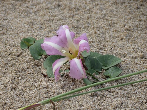 Seashore false bindweed: Calystegia soldanella (L.) R.Br. ex Roem. & Schult., Sea Bindweed, Roda de Barà, Spain, 20 May 2013