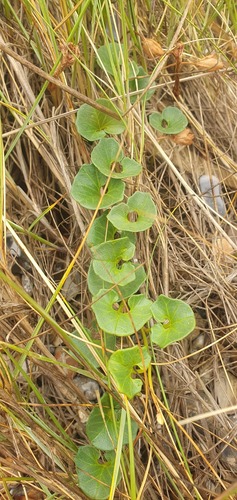 Seashore false bindweed (Calystegia soldanella)