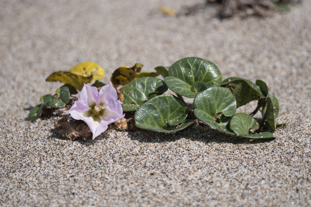 Seashore false bindweed (Calystegia soldanella)