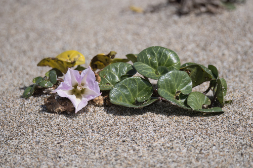 Seashore false bindweed