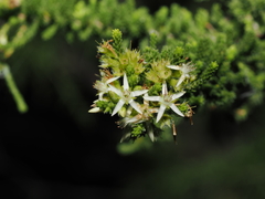 Calytrix achaeta (Calytrix achaeta)