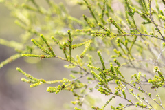 Calytrix achaeta (Calytrix achaeta)