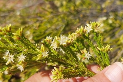 Calytrix achaeta (Calytrix achaeta)
