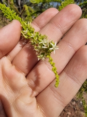 Calytrix achaeta (Calytrix achaeta)