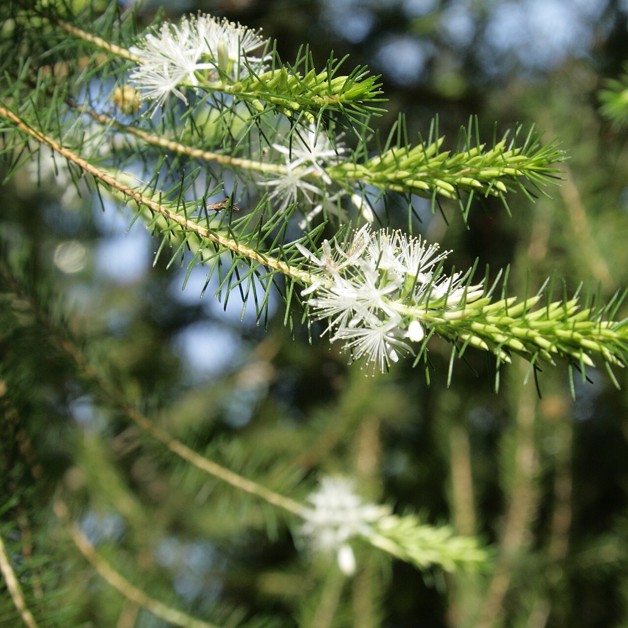 Calytrix acutifolia: Calytrix acutifolia i Bergianska trädgården.