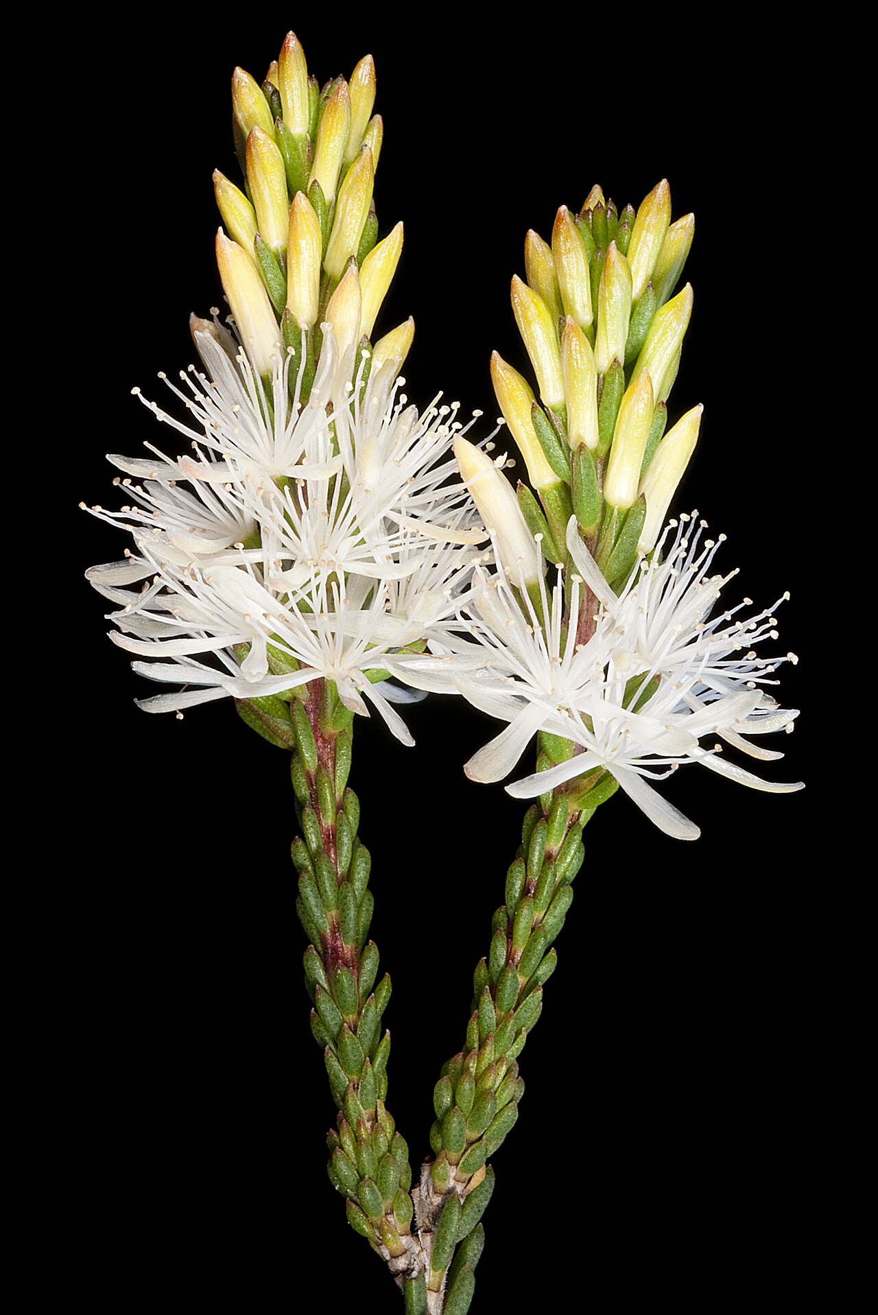 Calytrix acutifolia: KRT4006