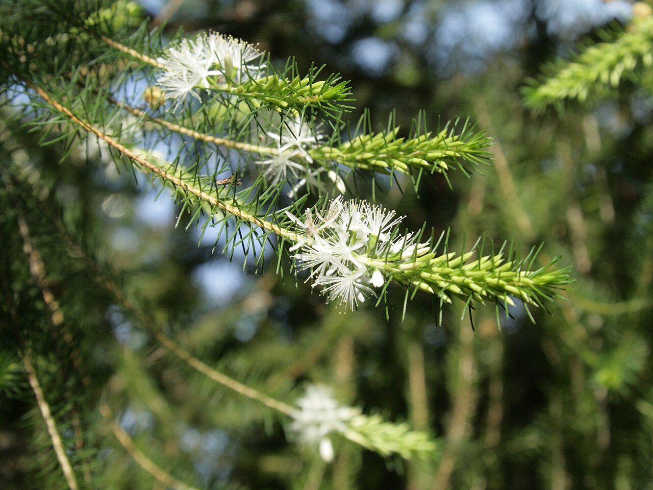 Calytrix acutifolia: Calytrix acutifolia i Bergianska trädgården.