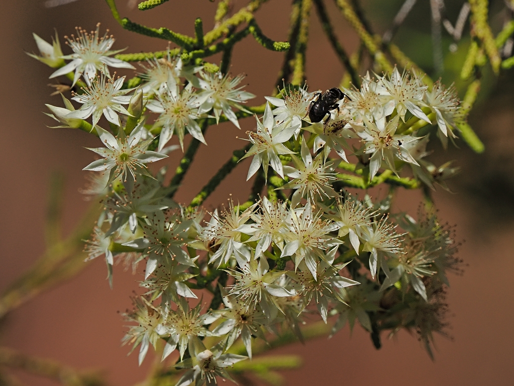 Calytrix arborescens (Calytrix arborescens)