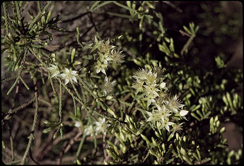 Calytrix arborescens: Calytrix arborescens near the Oenpelli Road in the Northern Territory