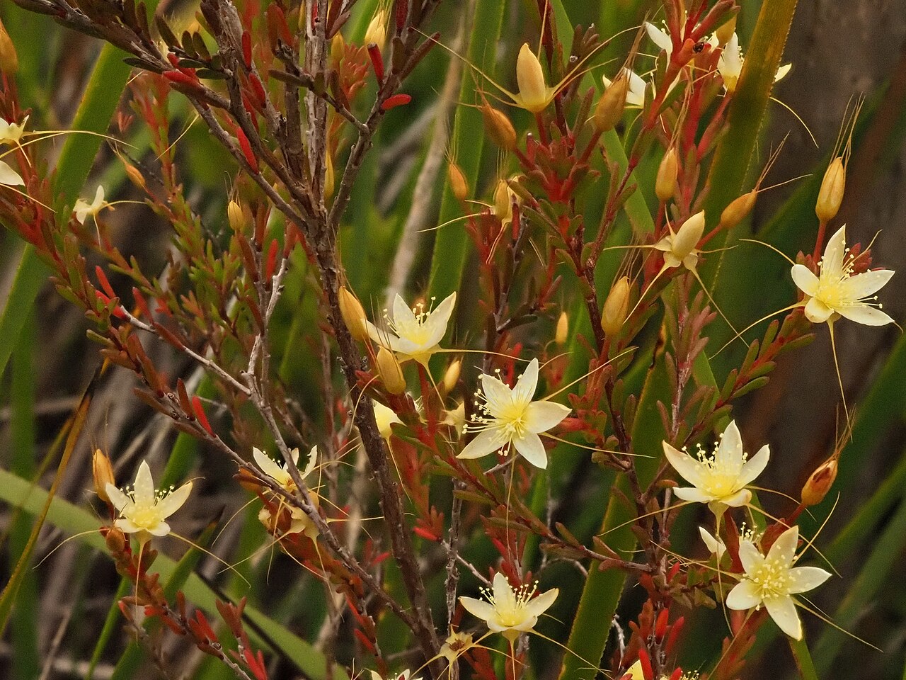 Calytrix asperula: Calytrix asperula near King River, Western Australia.