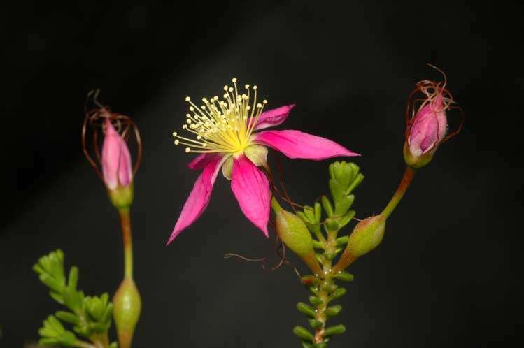 Short leaved starflower: Calytrix brevifolia in the Australian National Botanic Gardens