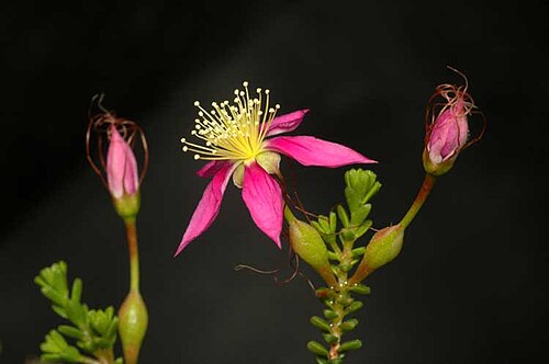 Short leaved starflower: Calytrix brevifolia in the Australian National Botanic Gardens