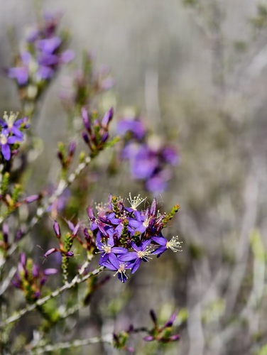 Calytrix breviseta (Calytrix breviseta)