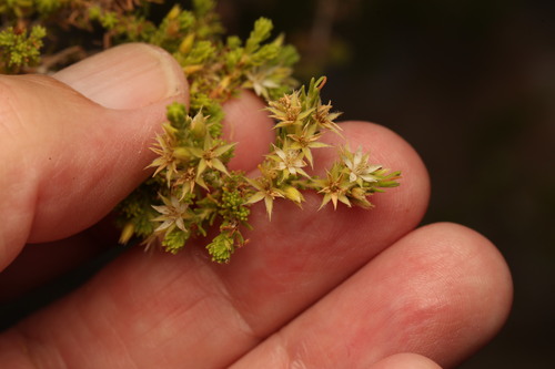 Calytrix brownii (Calytrix brownii)