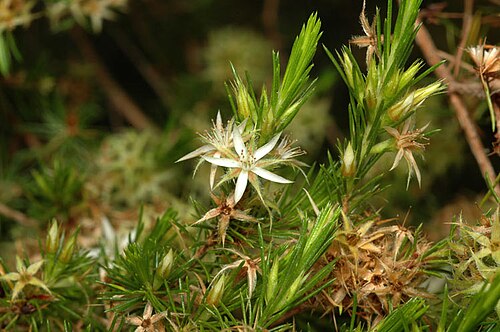 Calytrix brownii: Calytrix brownii in the Darwin Botanic Garden