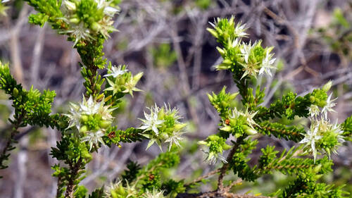 Calytrix brownii (Calytrix brownii)
