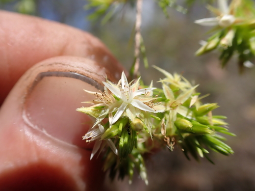 Calytrix brownii (Calytrix brownii)