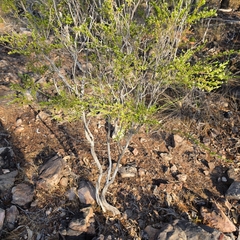 Calytrix brownii (Calytrix brownii)