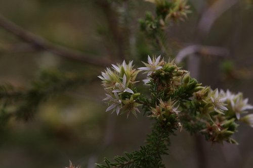 Calytrix brownii (Calytrix brownii)