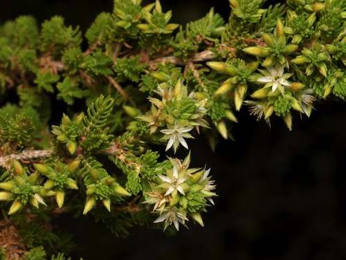 Calytrix brownii (Calytrix brownii)