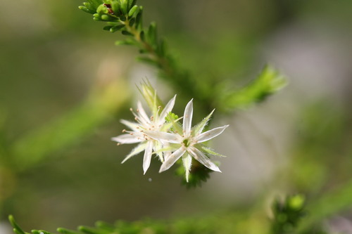 Calytrix brownii (Calytrix brownii)