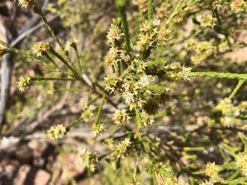 Calytrix brownii (Calytrix brownii)