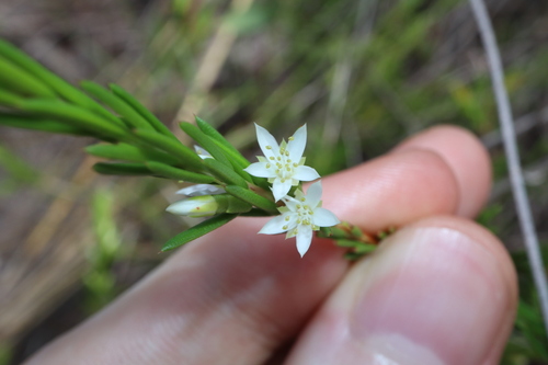 Calytrix brownii (Calytrix brownii)