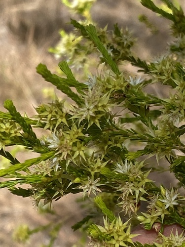 Calytrix brownii (Calytrix brownii)