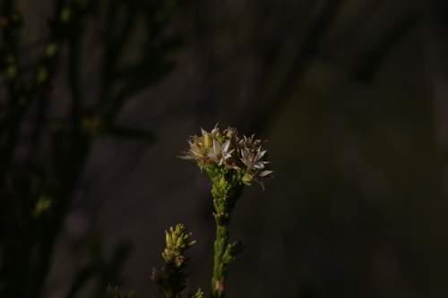 Calytrix brownii (Calytrix brownii)