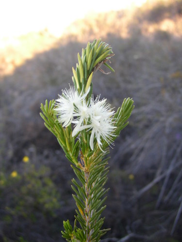 Calytrix cravenii (Calytrix cravenii)