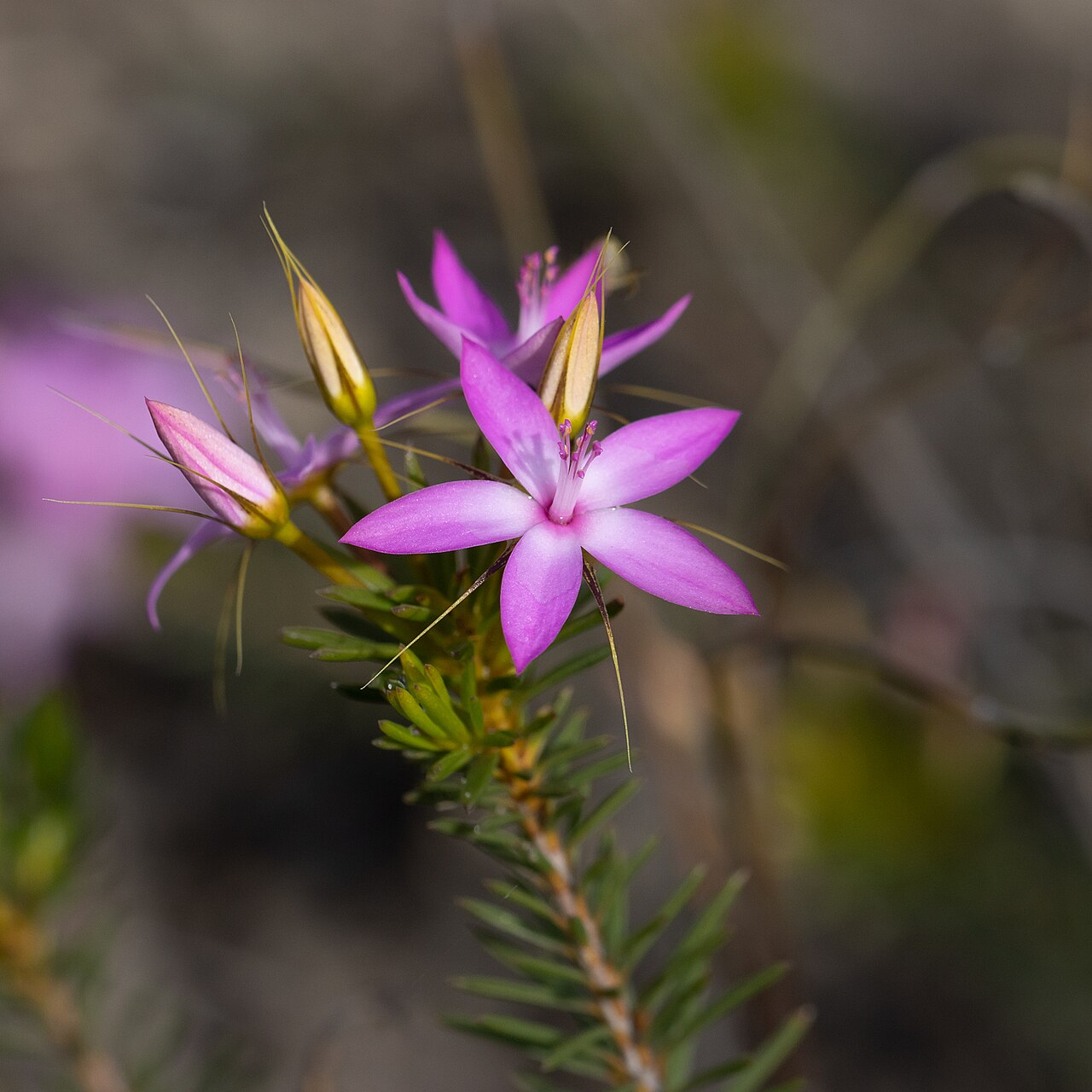 Calytrix decandra: Calytrix decandra near Lucky Bay, Western Australia