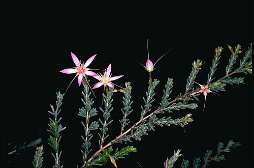 Calytrix decussata: Calytrix decussata in the Australian National Botanic Gardens