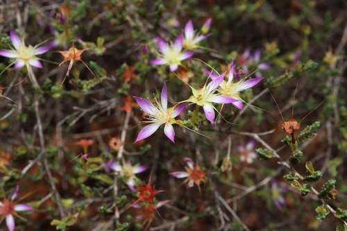 Calytrix decussata (Calytrix decussata)