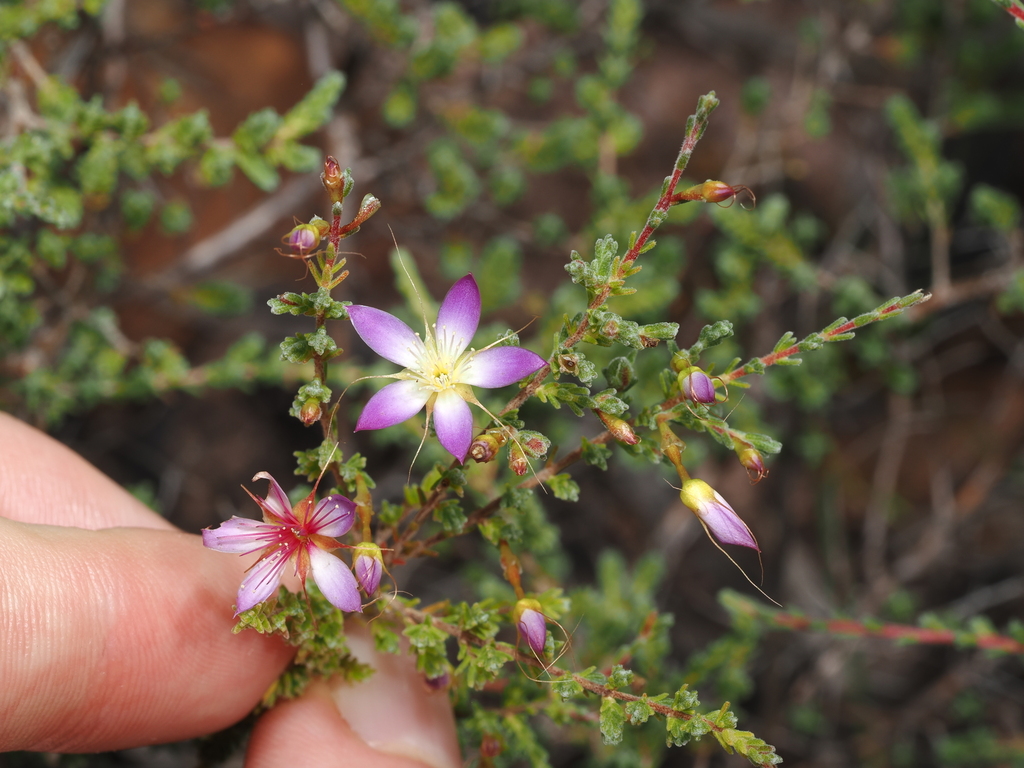 Calytrix decussata (Calytrix decussata)