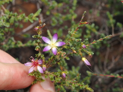 Calytrix decussata (Calytrix decussata)