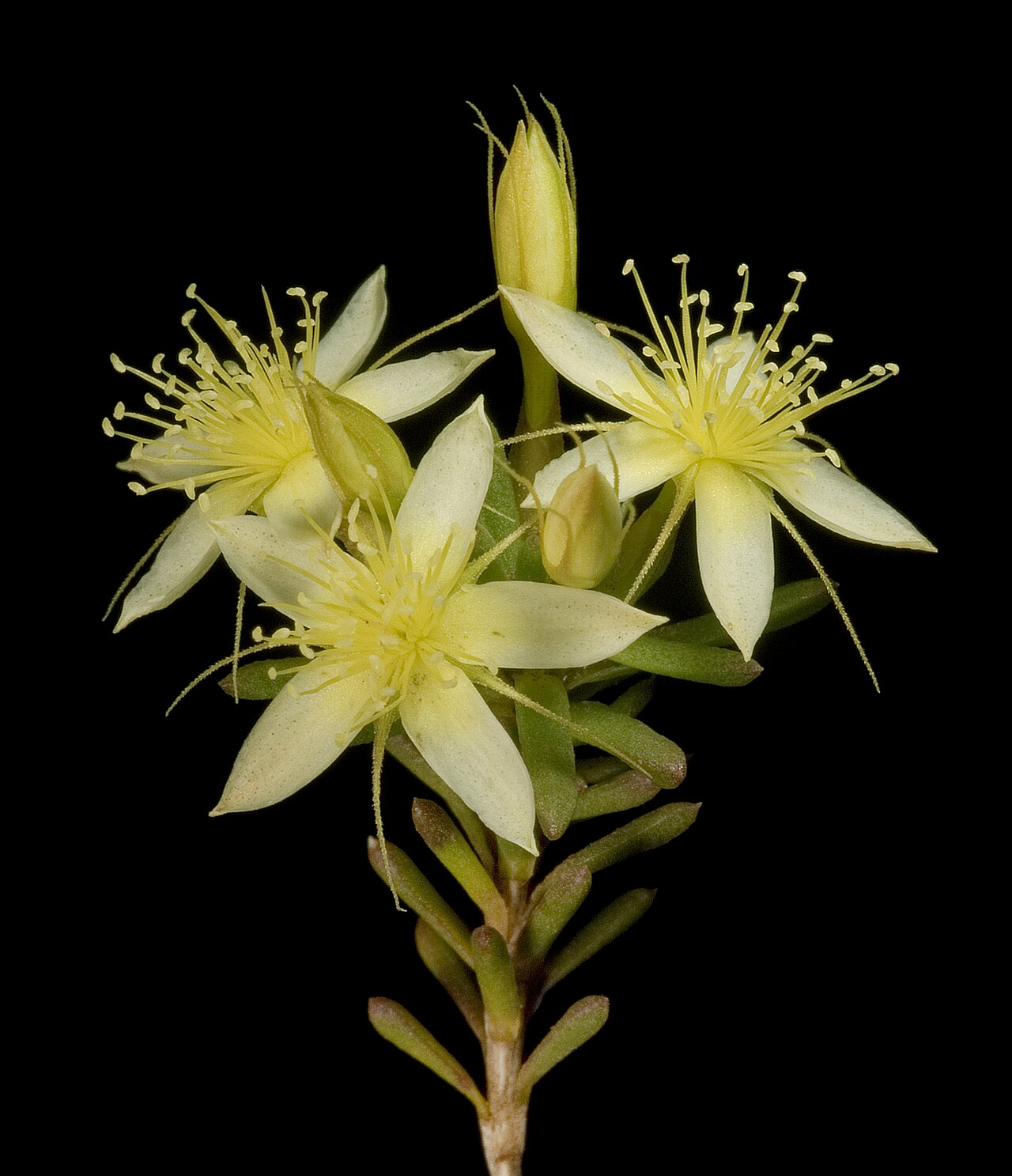 Calytrix depressa: KRT3922