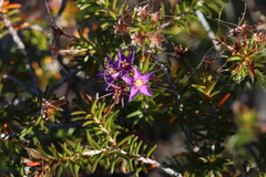 Calytrix depressa (Calytrix depressa)