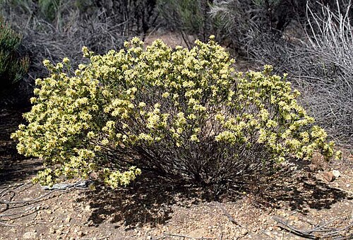 Calytrix depressa: Calytrix depressa 27 km ESE of Wongan Hills, Westdrn Australia